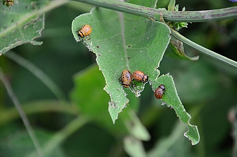 dorifora (Leptinotarsa decemlineata)